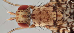 Image of Trypetoptera punctulata (Scopoli 1763)