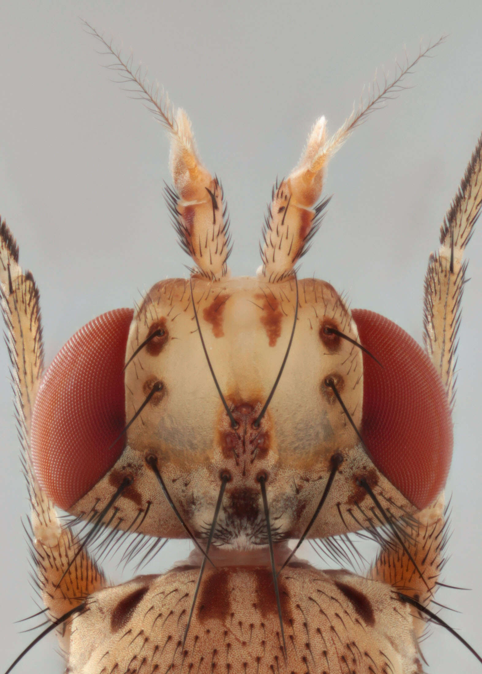 Image of Trypetoptera punctulata (Scopoli 1763)