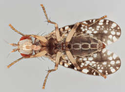 Image of Trypetoptera punctulata (Scopoli 1763)