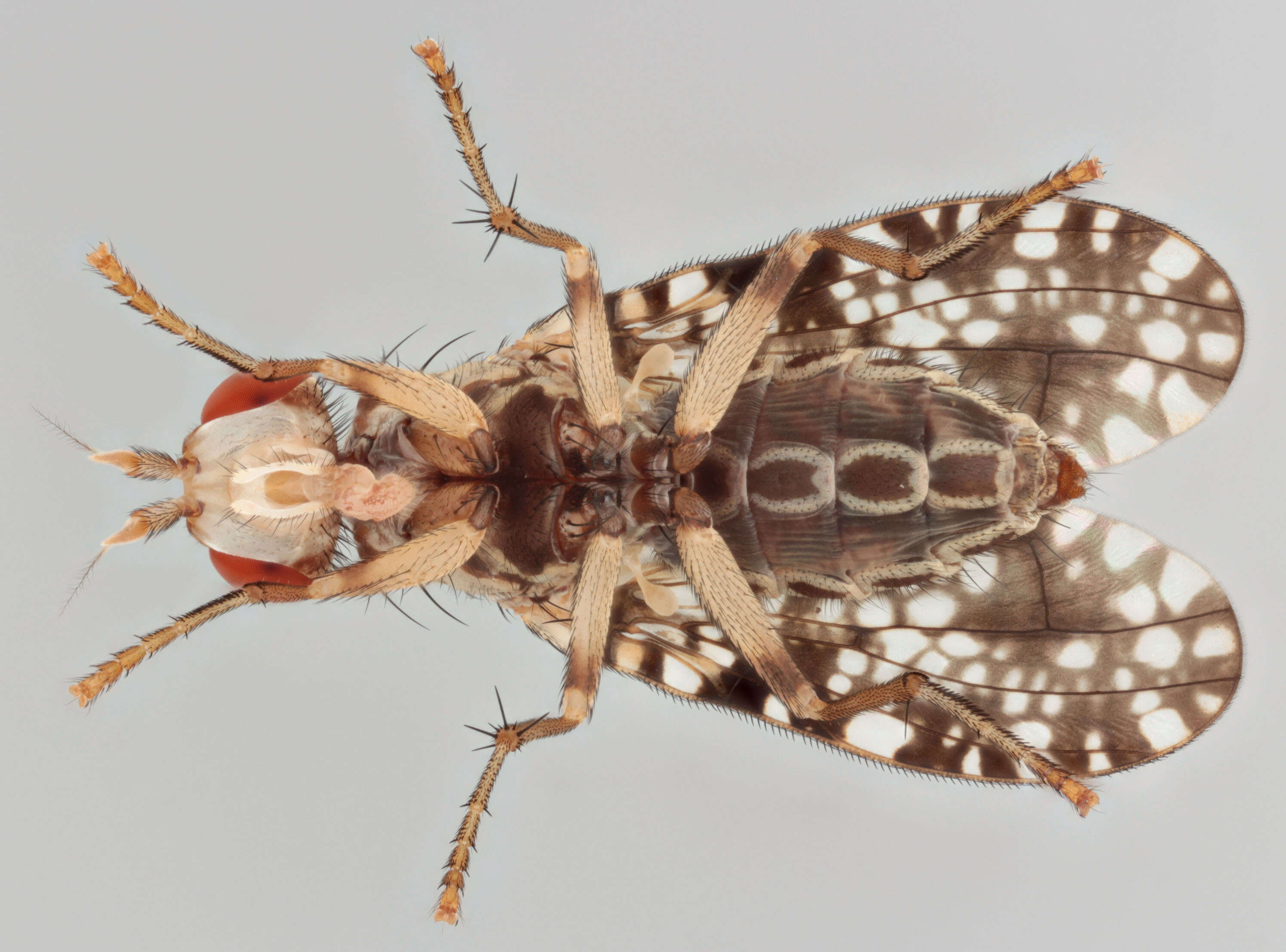 Image of Trypetoptera punctulata (Scopoli 1763)