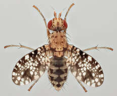 Image of Trypetoptera punctulata (Scopoli 1763)