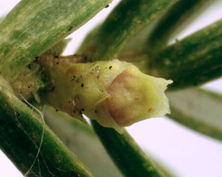 Imagem de Juniperus communis var. communis