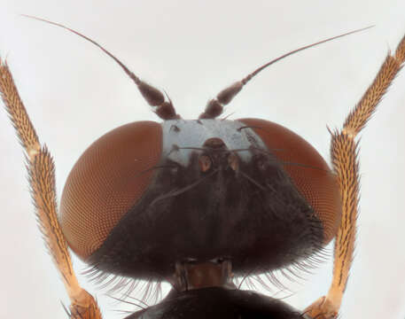 Image of Callomyia amoena Meigen 1824