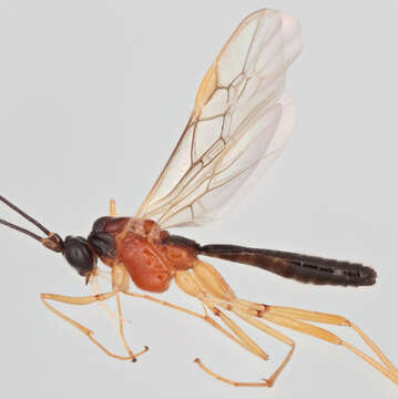 Image of Macrocentrus nitidus (Wesmael 1835)