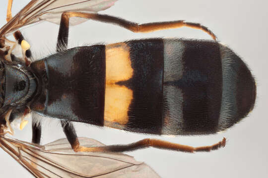 Image of Platycheirus rosarum (Fabricius 1787)