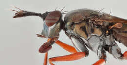 Image of Sepedon sphegea (Fabricius 1775)