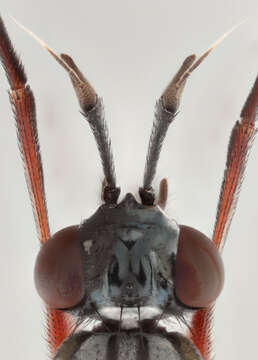 Image of Sepedon sphegea (Fabricius 1775)