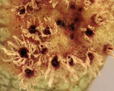 Image of Gymnosporangium clavariiforme (Wulfen) DC. 1805