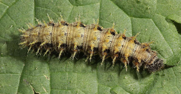 Image of Small tortoiseshell