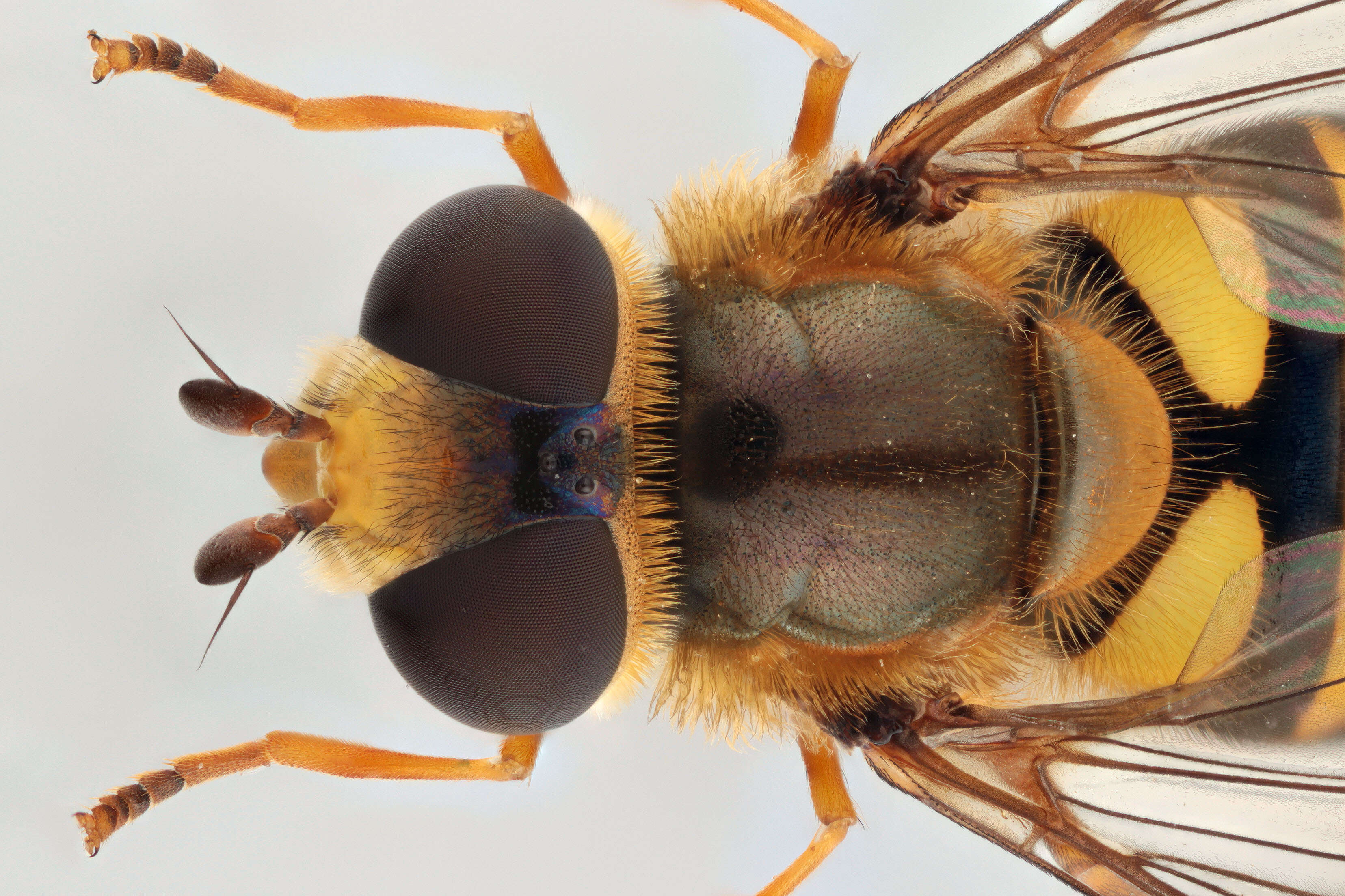 Image of Eupeodes latifasciatus (Macquart 1829)