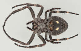 Image of Walnut Orb-Weaver Spider