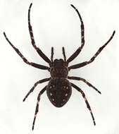 Image of Walnut Orb-Weaver Spider