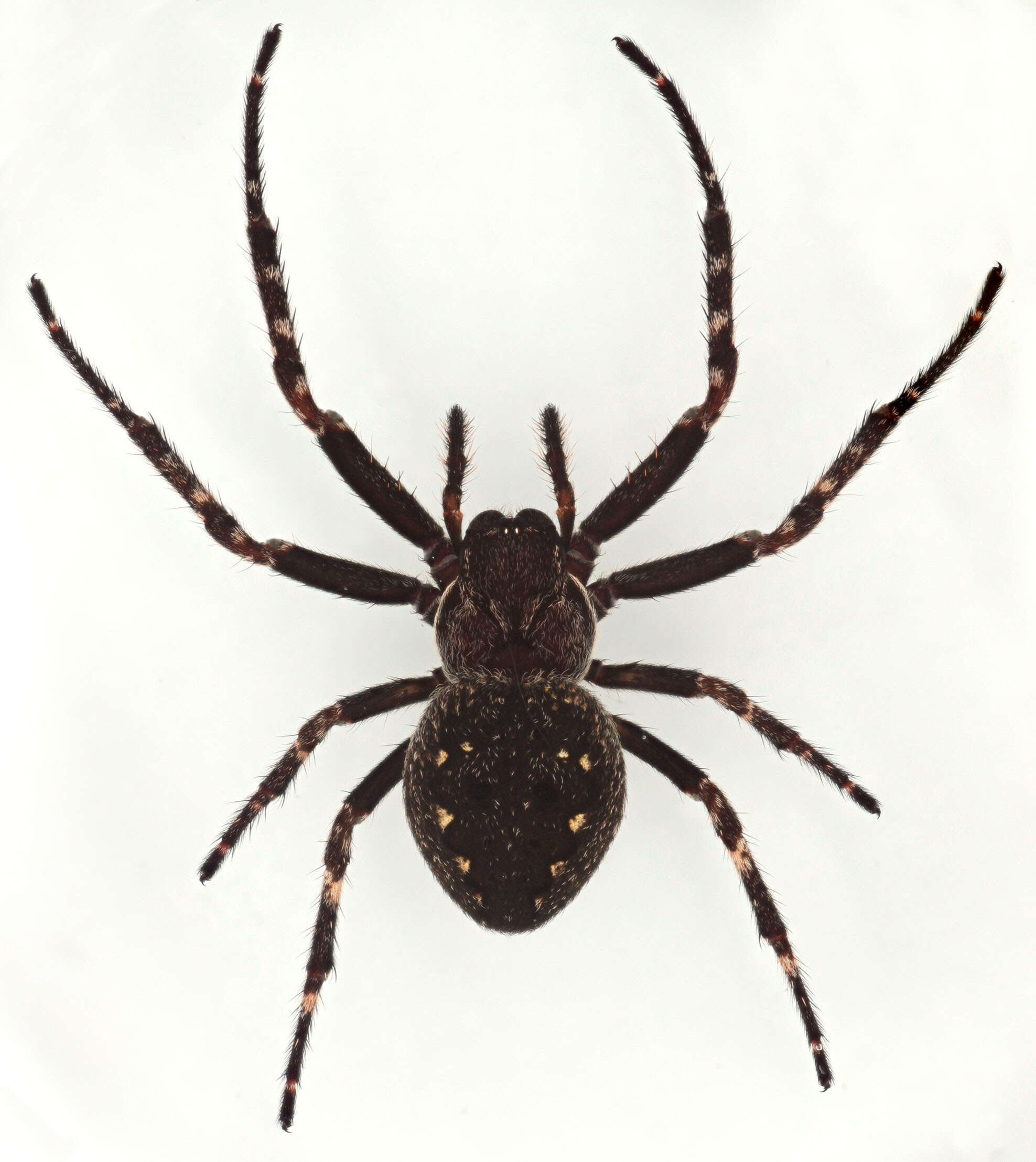 Image of Walnut Orb-Weaver Spider