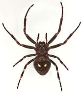 Image of Walnut Orb-Weaver Spider