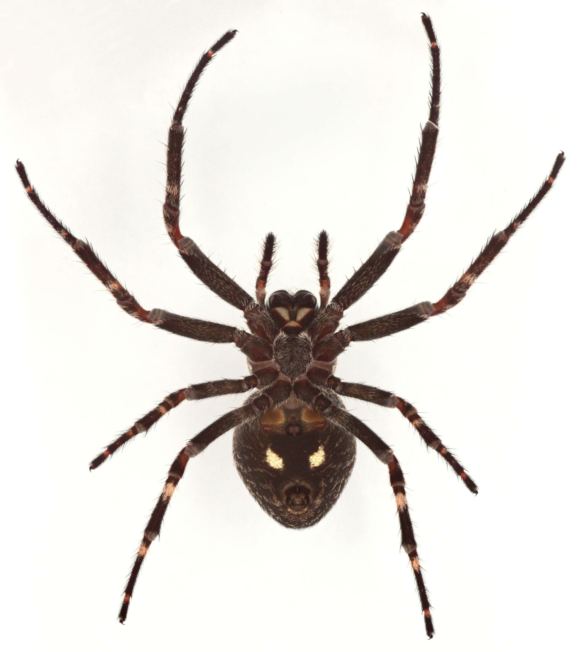 Image of Walnut Orb-Weaver Spider