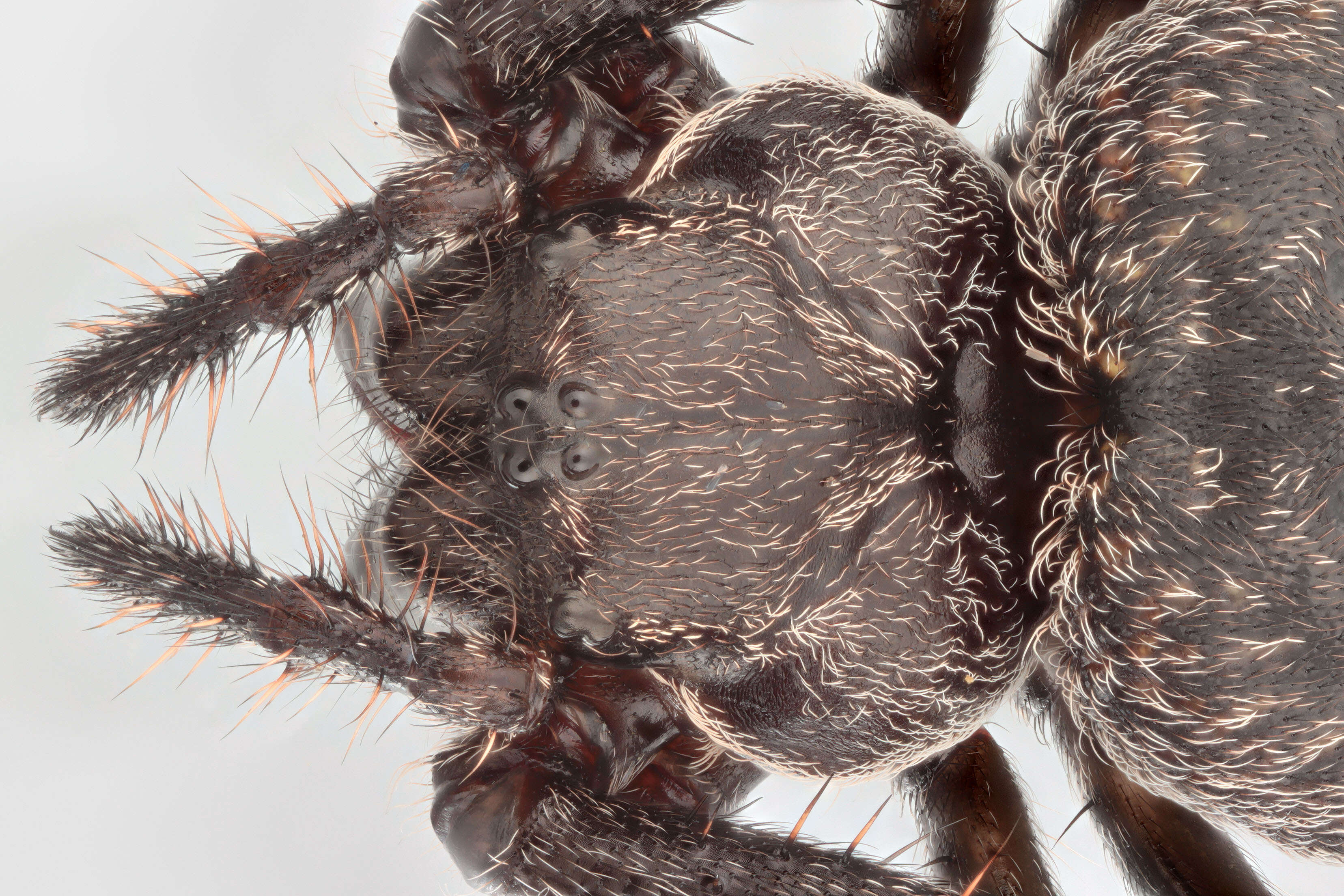 Image of Walnut Orb-Weaver Spider