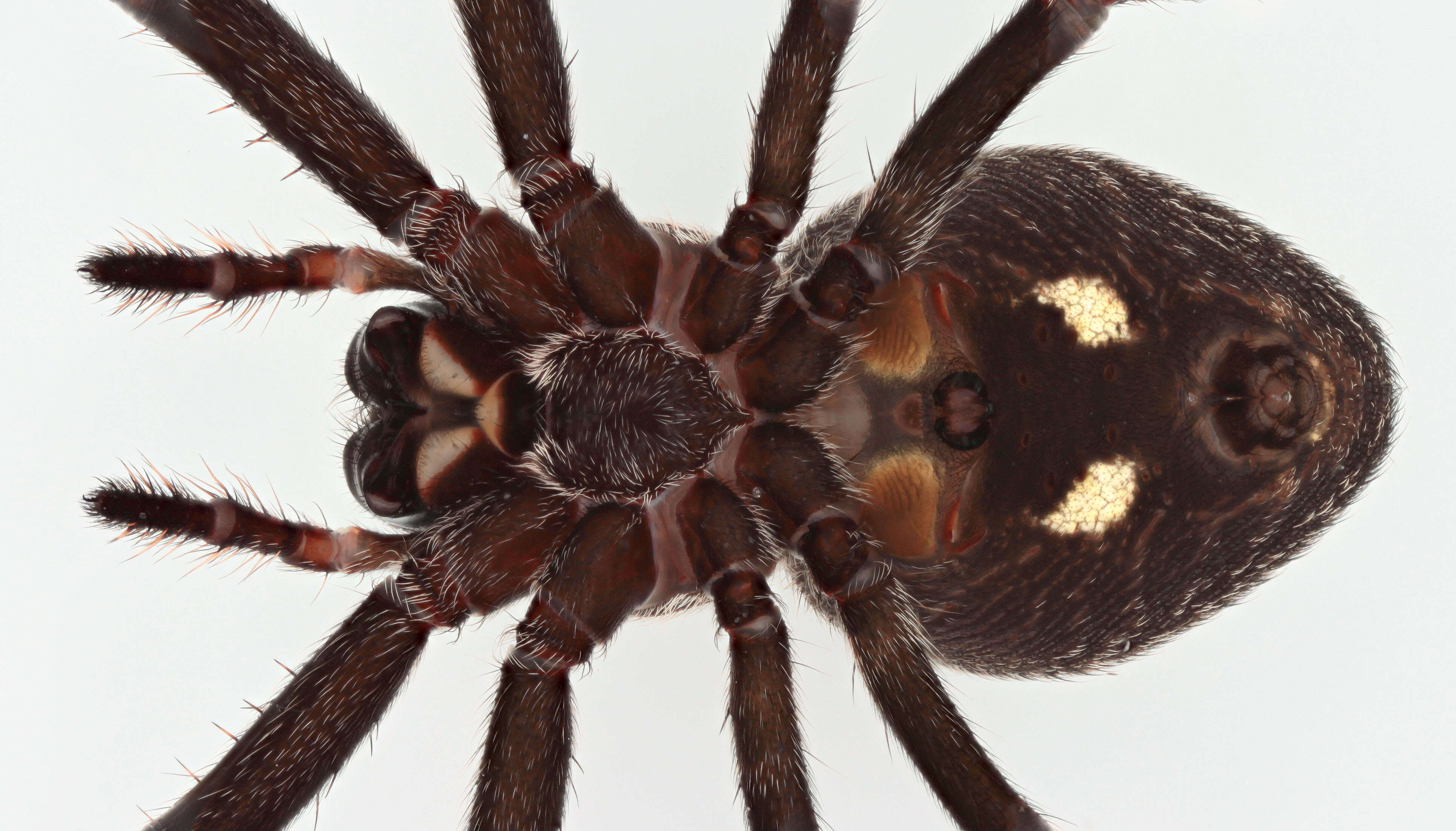 Image of Walnut Orb-Weaver Spider