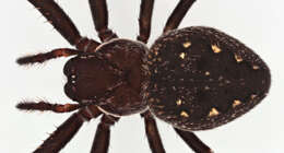 Image of Walnut Orb-Weaver Spider