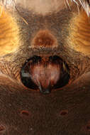 Image of Walnut Orb-Weaver Spider