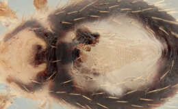 Imagem de <i>Steatonyssus periblepharus</i>