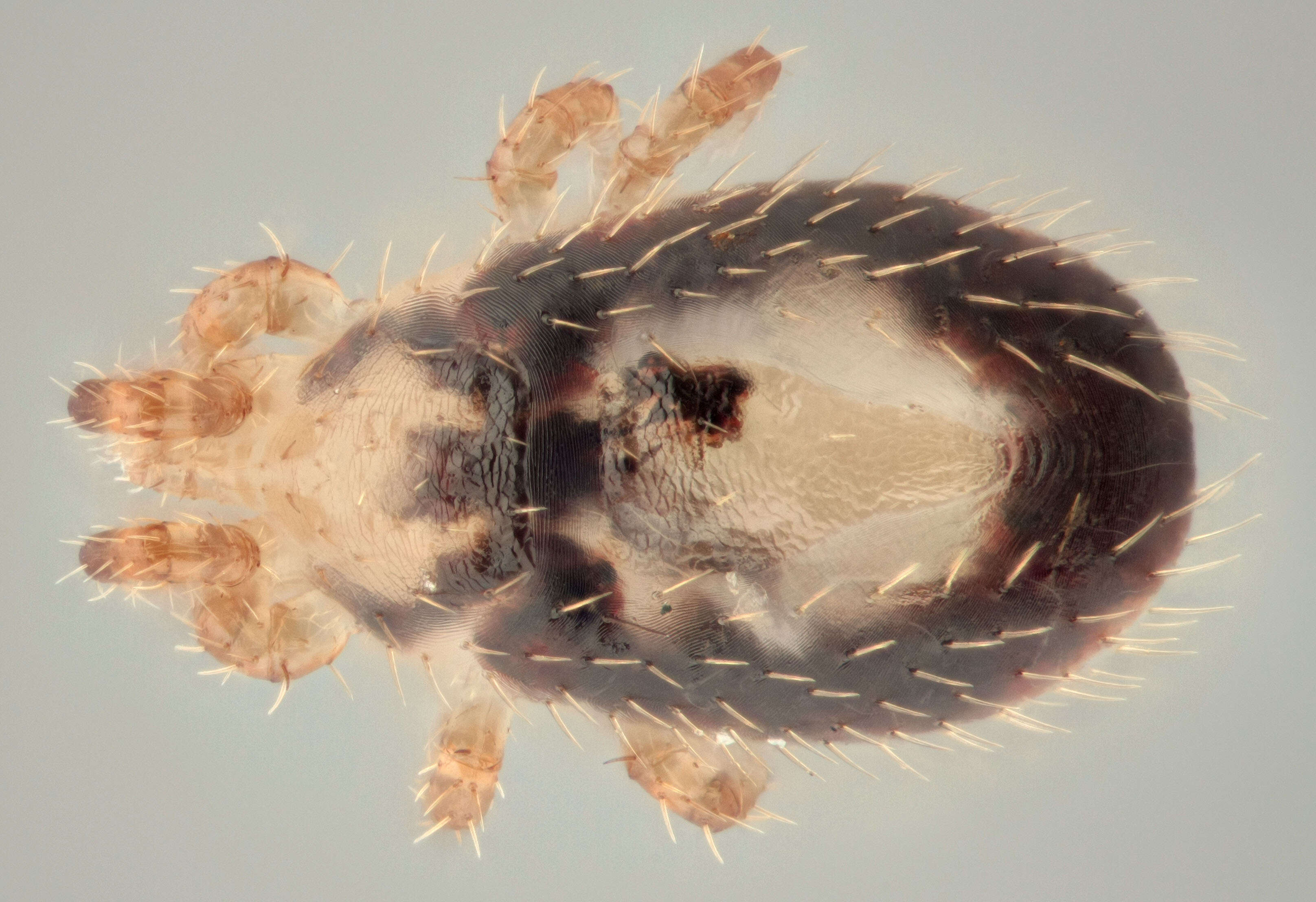 Imagem de <i>Steatonyssus periblepharus</i>