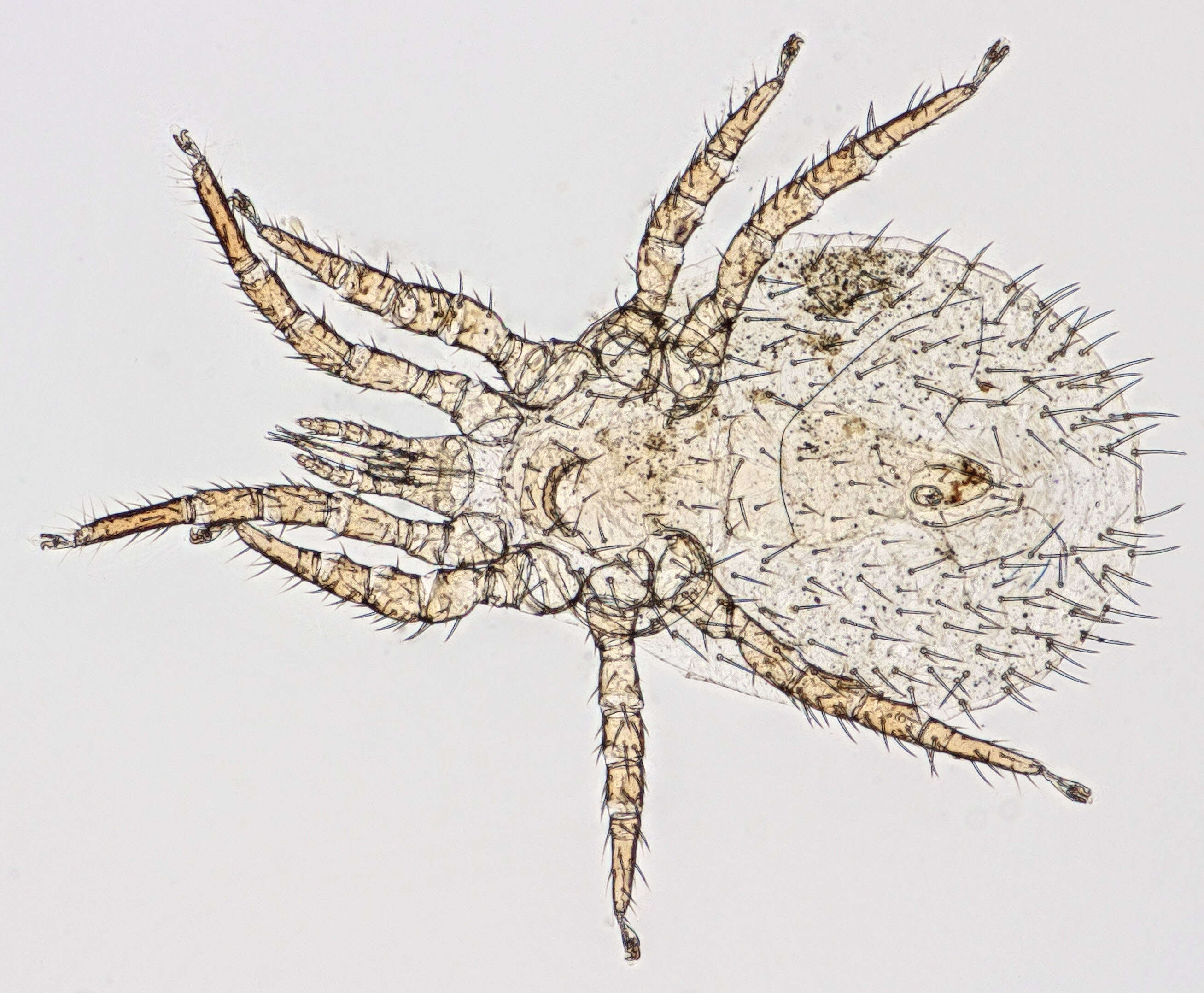 Image of <i>Steatonyssus periblepharus</i>