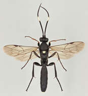 Image of Vulgichneumon saturatorius (Linnaeus 1758)