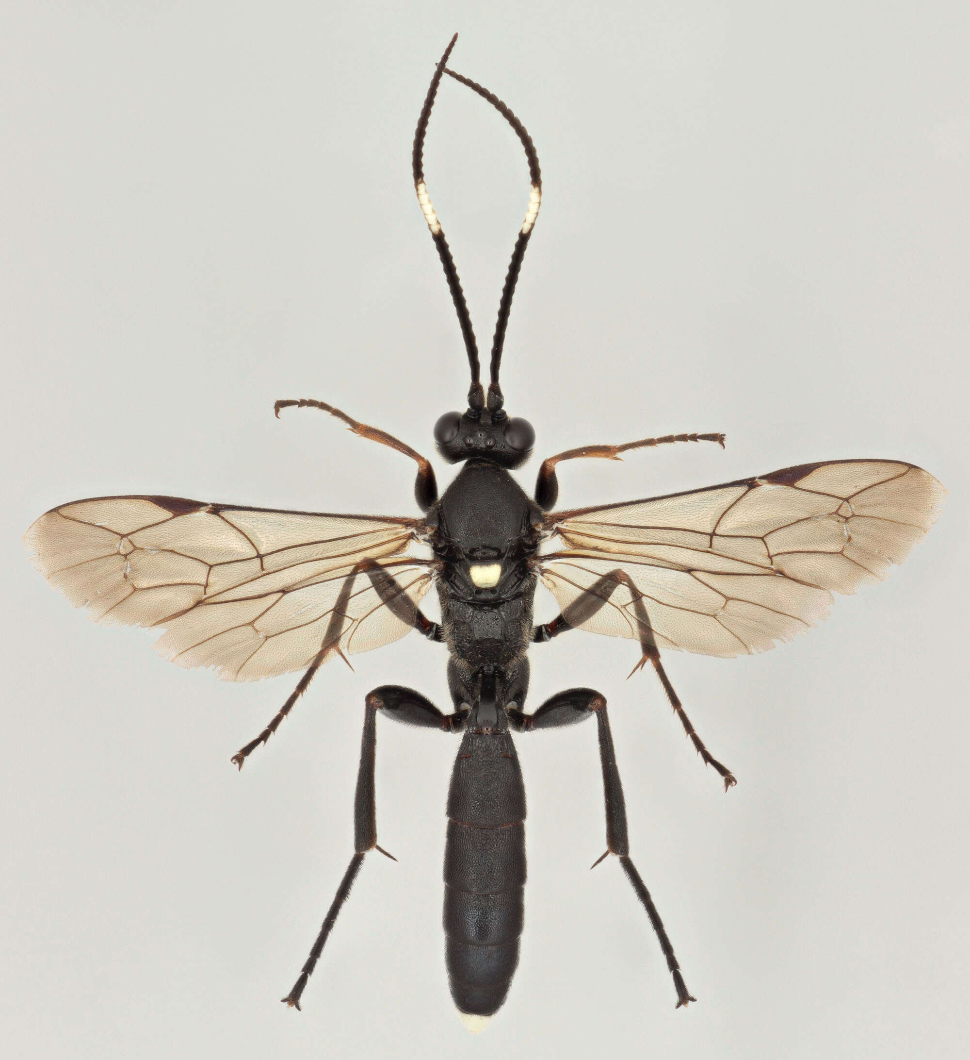 Image of Vulgichneumon saturatorius (Linnaeus 1758)