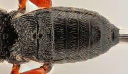 Imagem de Microgaster parvistriga Thomson 1895