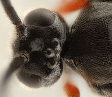 Imagem de Microgaster parvistriga Thomson 1895