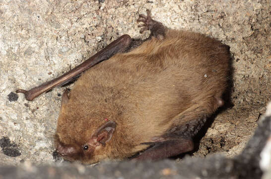 Image of soprano pipistrelle, pygmy pipistrelle