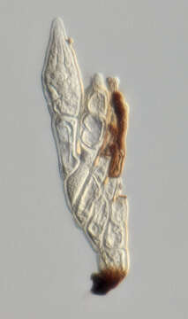 Image of Peyritschiella protea Thaxt. 1900