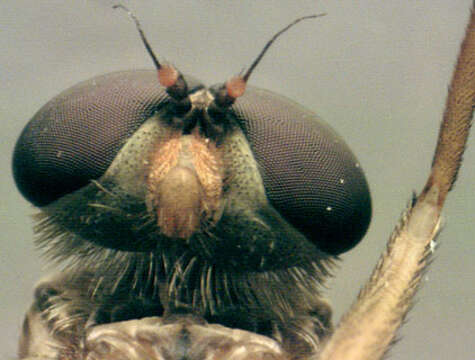 Image of Marsh Snipe fly