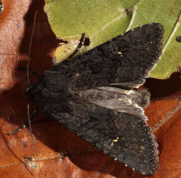 Image of black rustic