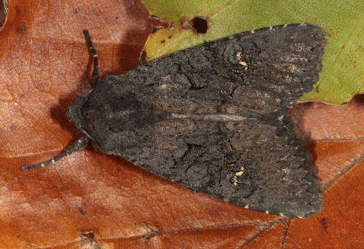 Image of black rustic