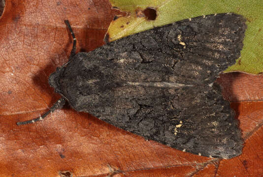 Image of black rustic