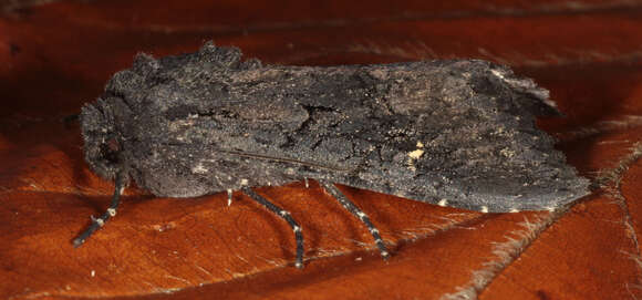 Image of black rustic