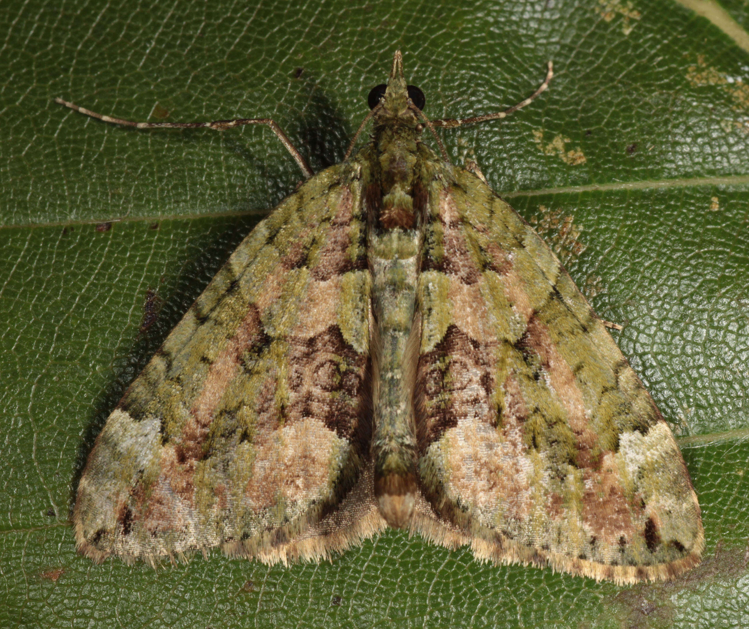 Image of red-green carpet