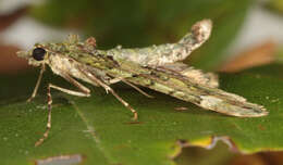 Image of red-green carpet