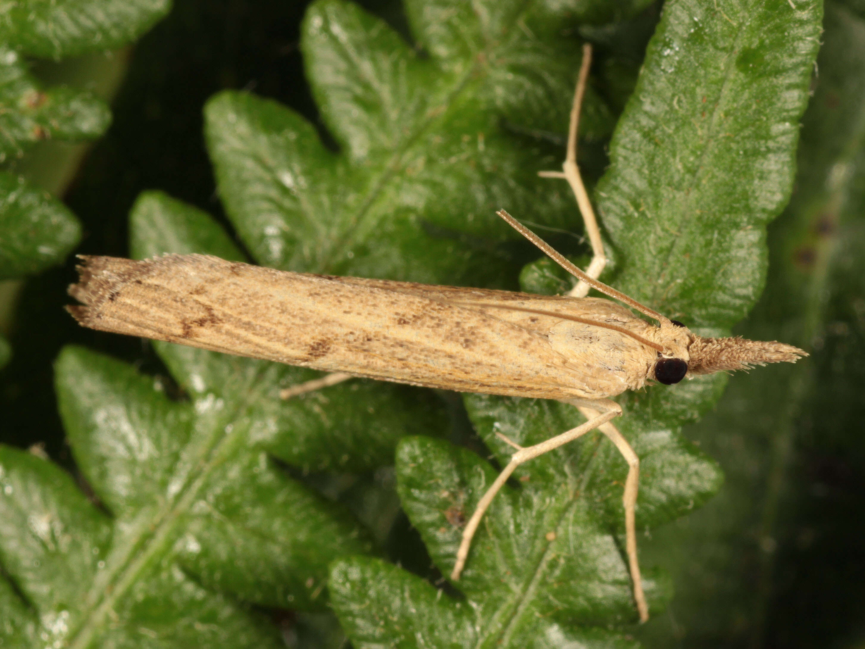 Image of Pediasia contaminella Hübner 1796