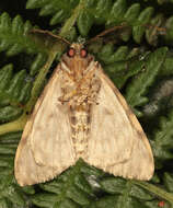 Image of Black Arches