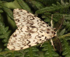 Image of Black Arches