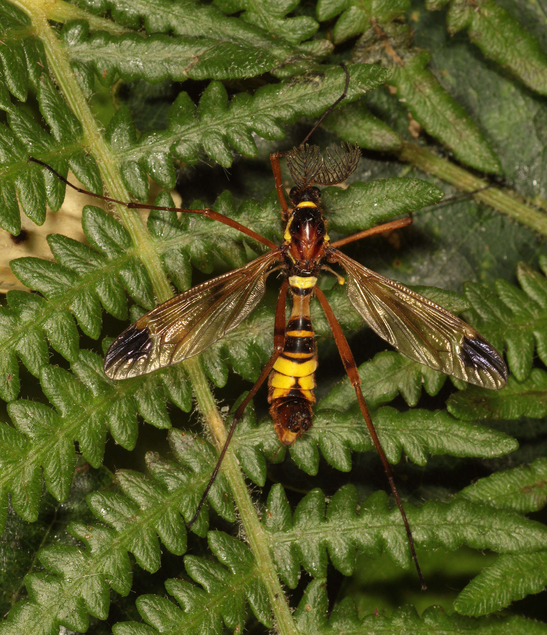 Image of Ctenophora (Cnemoncosis) ornata Meigen 1818