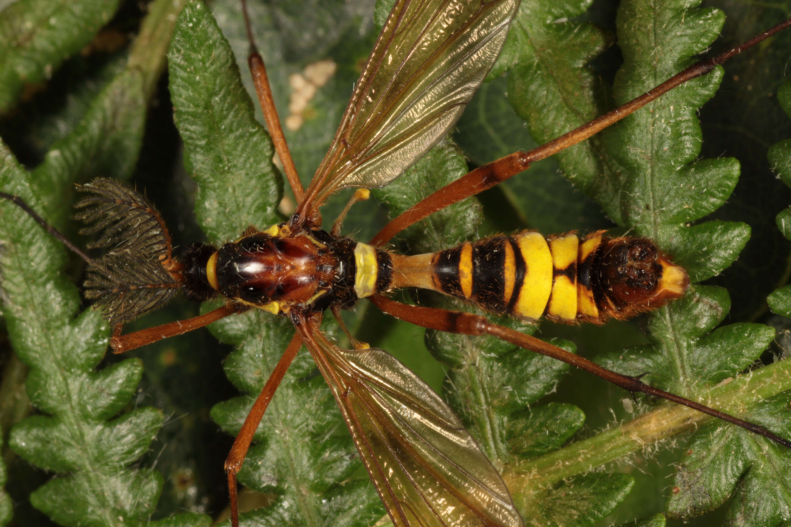 Image of Ctenophora (Cnemoncosis) ornata Meigen 1818