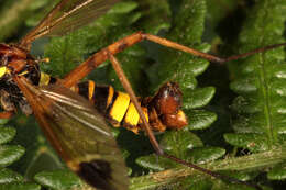 صورة Ctenophora (Cnemoncosis) ornata Meigen 1818