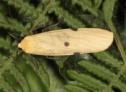 Image of four-spotted footman