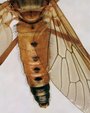 Image of Marsh Snipe fly