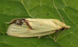 Image of Agapeta hamana Linnaeus 1758