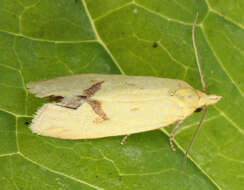 Image of Agapeta hamana Linnaeus 1758