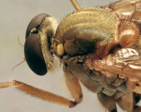 Image of Marsh Snipe fly